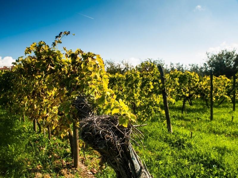 Podere Scaluccia Impruneta Eksteriør bilde